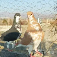 کفتر.کبوتر.شهری ماده