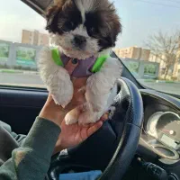 سگ شیتزو فلت