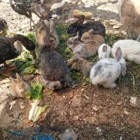 بچه خرگوش لوپ