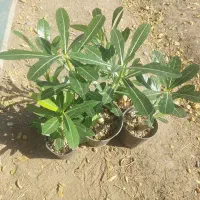 گل و گیاه حراج به قیمت عمده|گل و گیاه طبیعی|چهاردانگه (تهران), |دیوار