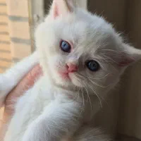 گربه اسکاتیش بریتیش