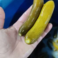 خیارشور فله