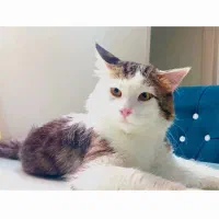 گربه رنگارنگ|گربه|تهران, پرواز|دیوار
