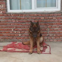 سگ ژرمن شپرد اصیل