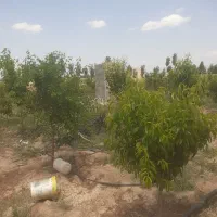 یک قلاده سگ نر ۹ ماهه سرابی