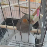 عروس هلندی نر