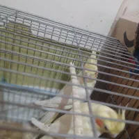 عروس هلندی . طوطی دونه ۱ میلیون(تخفیف داره)|پرنده|مسجد سلیمان, |دیوار