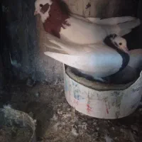 ابزار پیکور و دریل معاوضه با کبوتر