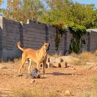 سگ سرابی|سگ|مهدی شهر, |دیوار
