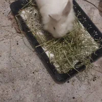 خرگوش معاوضه با بلدرچین یا فنچ