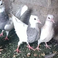 کبوتر .زاغ.طوقی.صرب|پرنده|اسیر, |دیوار