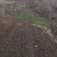 باغ|فروش زمین و ملک کلنگی|مشگین شهر, |دیوار