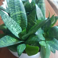 گل اپارتمانی