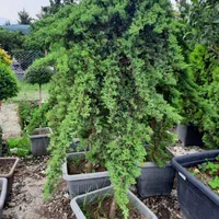 تولید و عرضه انواع و گیاه|خدمات باغبانی و درختکاری|کلاردشت, |دیوار