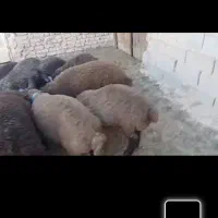 بره هترو و همو
