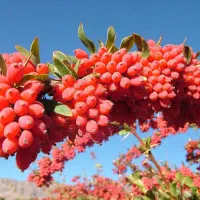 نهال زرشک سالم و آماده کاشت با ریشه قوی