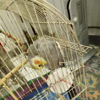 عروس هلندی|پرنده|لاهیجان, بازکیاگوراب|دیوار