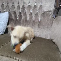 واگذاری اشپیتز پامر|سگ|اصفهان, عاشقآباد|دیوار