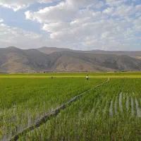 برنج کامفیروزی (دریباد)