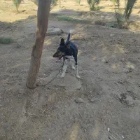 سگ نگهبان 2 تومن|سگ|فاریاب, |دیوار