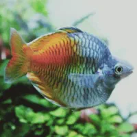 ماهی رینبو Rainbow