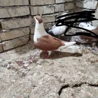 سه عدد پرنده دوری|پرنده|اهواز, آریاشهر|دیوار