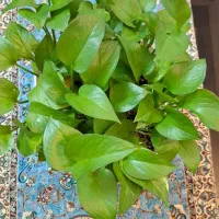 گل پتوس زاموفیلیا و برگ انجیری و گل‌های دیگه|گل و گیاه طبیعی|تهران, تهرانپارس شرقی|دیوار