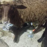دوتا بره نژاد دار