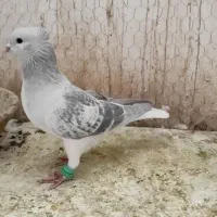 نرساده مگسی|پرنده|فرح دشت, |دیوار