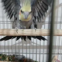 جفت عروس هلندی|پرنده|شیراز, جمال آباد|دیوار