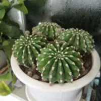 کاکتوس های چند ساله|گل و گیاه طبیعی|بجنورد, |دیوار