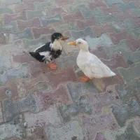 اردک نروماده