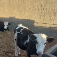 ۲راس سیمنتال ماده ۲۵۰ کیلویی