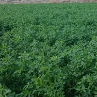 لوله کشی کشاورزی