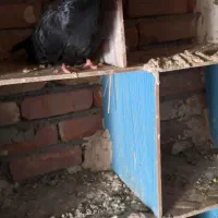 فروش کبوتر سیاه آبادانی|پرنده|سرشیو, |دیوار