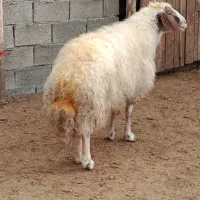 ورن قوچ سنجابی ب شرط