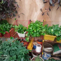 فروش گلدان های طبیعی باکیفیت