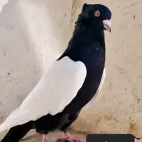 کفتر رنگی پشتدار