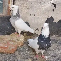 طوقی|پرنده|سقز, |دیوار