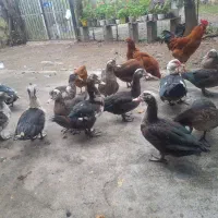 فروش اردک اسرائیلی|حیوانات مزرعه|اطاقور, |دیوار