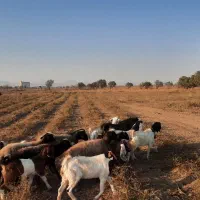 ۶راس میش چال ۳راس بز با بزغاله ۱راس نربز|حیوانات مزرعه|تاکستان, |دیوار