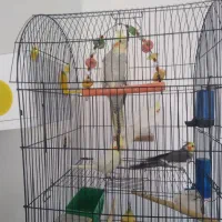 عروس هلندی