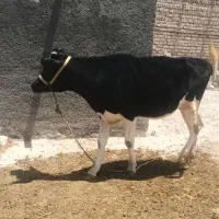 گاو ماده