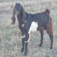 بره بز پاکستانی اصل