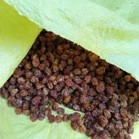 فروش برگ زردآلو وآلوچه|خوردنی و آشامیدنی|گلپایگان, |دیوار