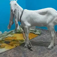 تیشترگلابی