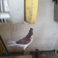 کبوتر غریبگیری|پرنده|کرج, کوی امامیه|دیوار