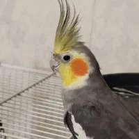 جفت عروس هلندی سینامون کارداده کینگ سایز|پرنده|شیراز, گلشن|دیوار