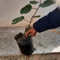 فروش نهال کیوی هایواردپیوندی و توسرخ|خدمات باغبانی و درختکاری|سلمانشهر, |دیوار