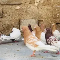 تعدادی کله ای پرشتی